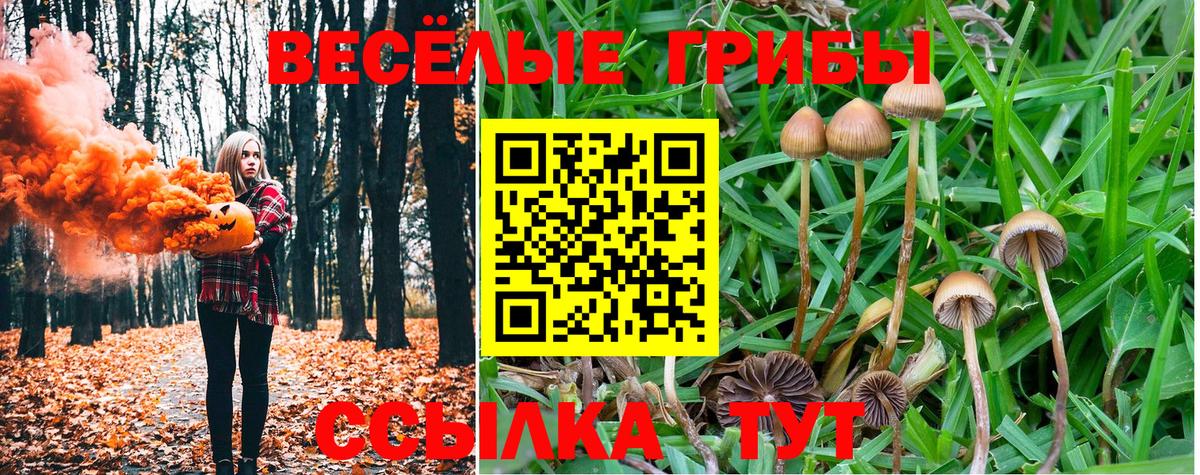 Галлюциногенные грибы MAGIC MUSHROOMS  Вход с VPN  Псилоцибиновые грибы GOLDEN TEACHER  Татарск 
